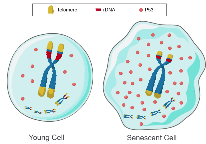 TRCS framework diagram comparing young and senescent cells
